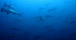 The hammerheads of Cocos Island, Costa Rica. by Ofer Ketter 